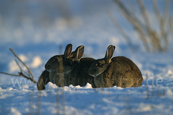 Wildkaninchen (Oryctolagus cuniculus)