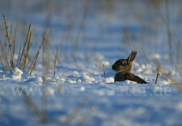 Wildkaninchen (Oryctolagus cuniculus)