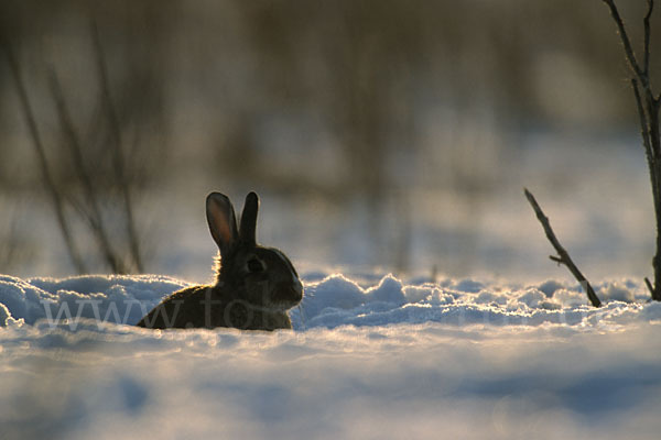 Wildkaninchen (Oryctolagus cuniculus)