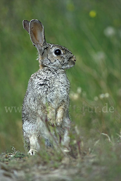 Wildkaninchen (Oryctolagus cuniculus)