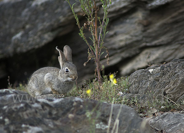 Wildkaninchen (Oryctolagus cuniculus)