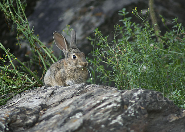 Wildkaninchen (Oryctolagus cuniculus)