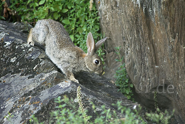 Wildkaninchen (Oryctolagus cuniculus)