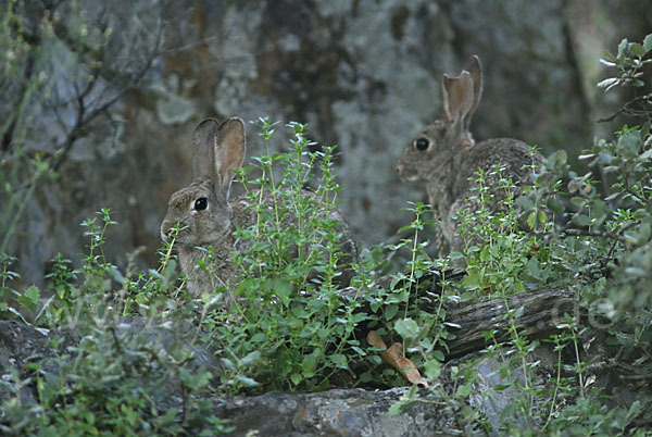 Wildkaninchen (Oryctolagus cuniculus)