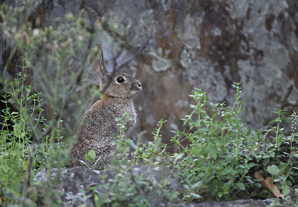 Wildkaninchen (Oryctolagus cuniculus)