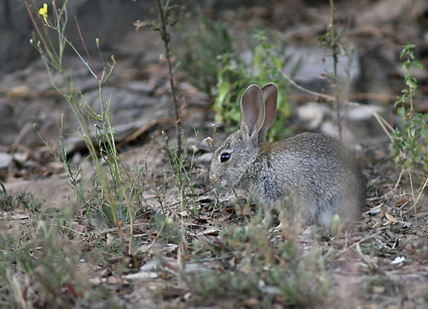 Wildkaninchen (Oryctolagus cuniculus)