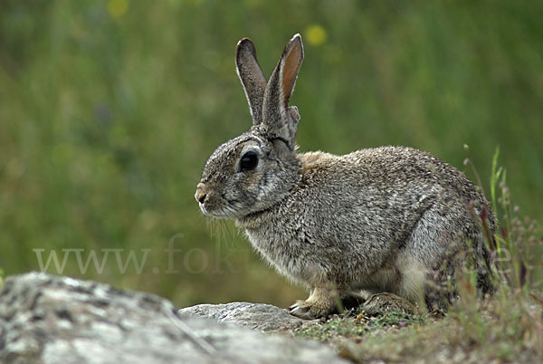 Wildkaninchen (Oryctolagus cuniculus)