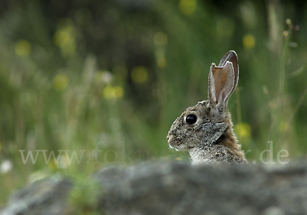 Wildkaninchen (Oryctolagus cuniculus)