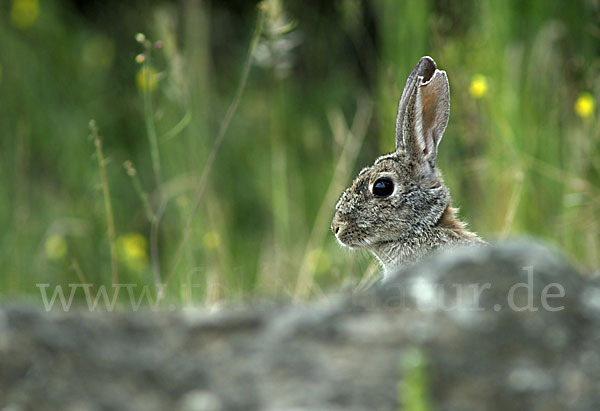 Wildkaninchen (Oryctolagus cuniculus)