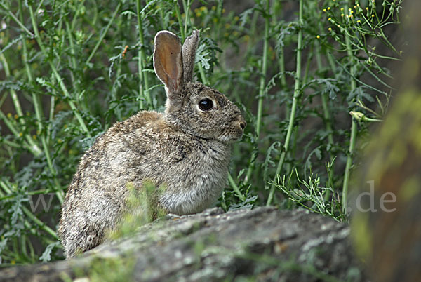 Wildkaninchen (Oryctolagus cuniculus)