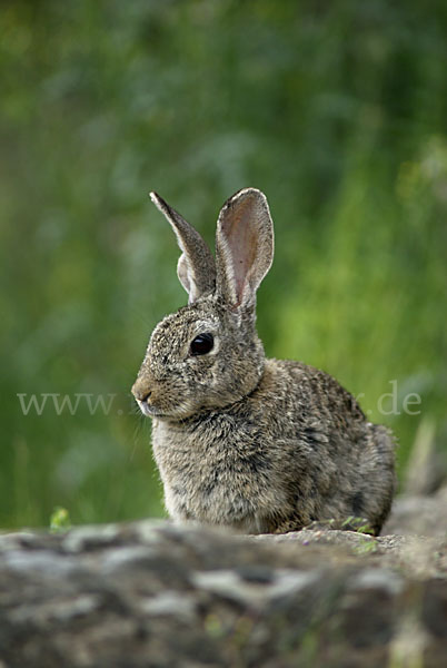 Wildkaninchen (Oryctolagus cuniculus)