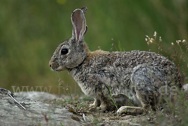 Wildkaninchen (Oryctolagus cuniculus)