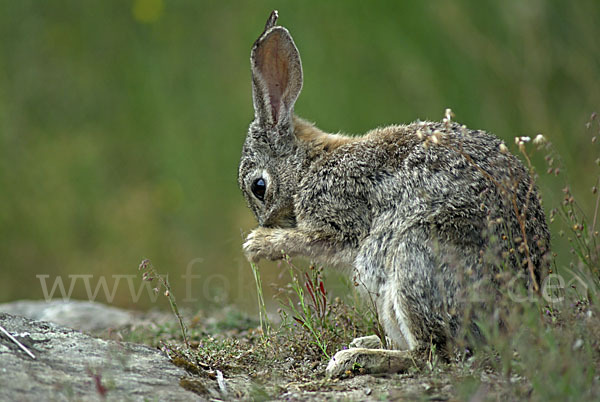 Wildkaninchen (Oryctolagus cuniculus)