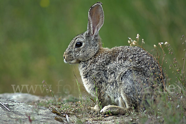 Wildkaninchen (Oryctolagus cuniculus)