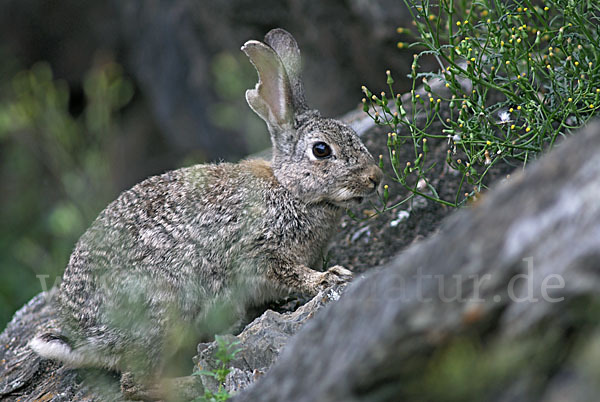 Wildkaninchen (Oryctolagus cuniculus)