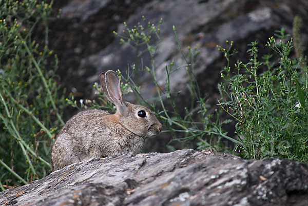 Wildkaninchen (Oryctolagus cuniculus)