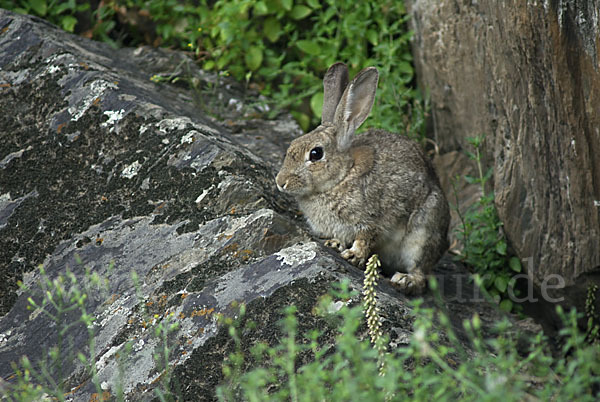 Wildkaninchen (Oryctolagus cuniculus)