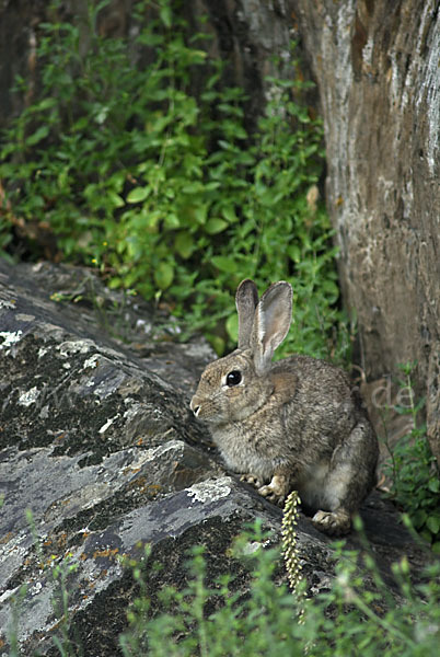 Wildkaninchen (Oryctolagus cuniculus)