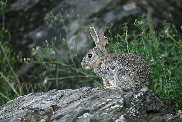 Wildkaninchen (Oryctolagus cuniculus)