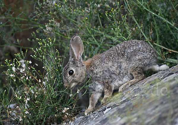 Wildkaninchen (Oryctolagus cuniculus)