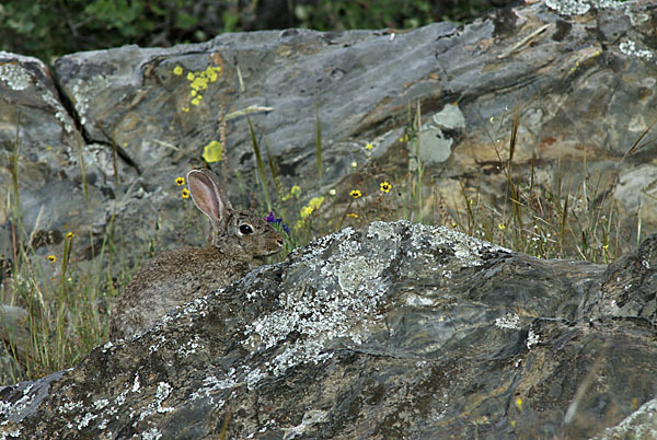 Wildkaninchen (Oryctolagus cuniculus)