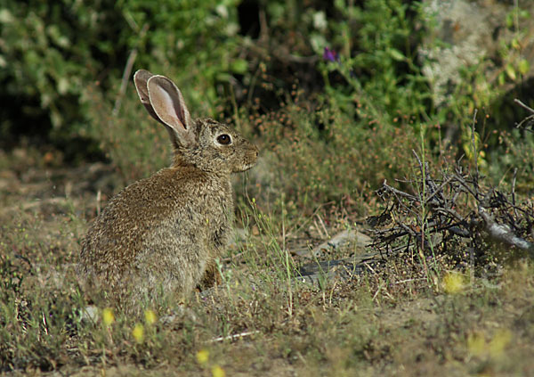 Wildkaninchen (Oryctolagus cuniculus)