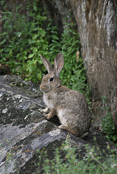 Wildkaninchen (Oryctolagus cuniculus)