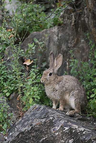 Wildkaninchen (Oryctolagus cuniculus)