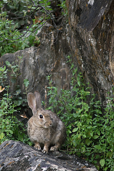 Wildkaninchen (Oryctolagus cuniculus)