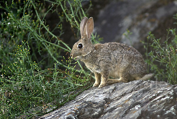 Wildkaninchen (Oryctolagus cuniculus)