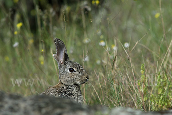 Wildkaninchen (Oryctolagus cuniculus)