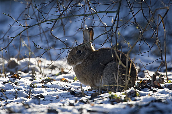 Wildkaninchen (Oryctolagus cuniculus)