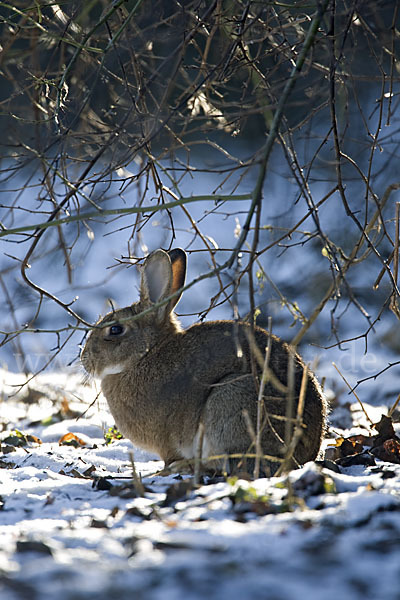 Wildkaninchen (Oryctolagus cuniculus)