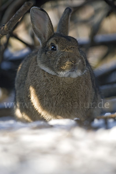 Wildkaninchen (Oryctolagus cuniculus)