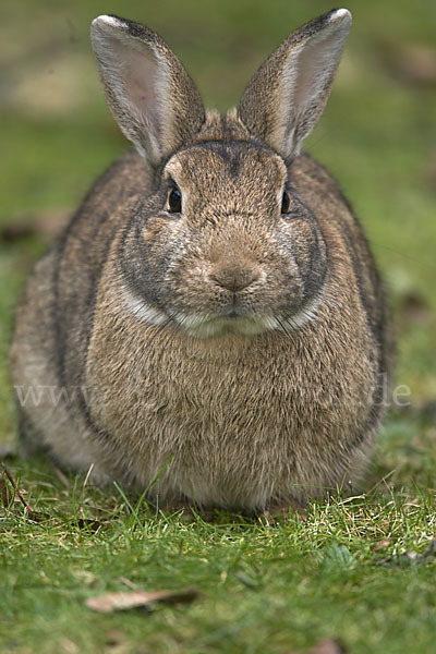 Wildkaninchen (Oryctolagus cuniculus)