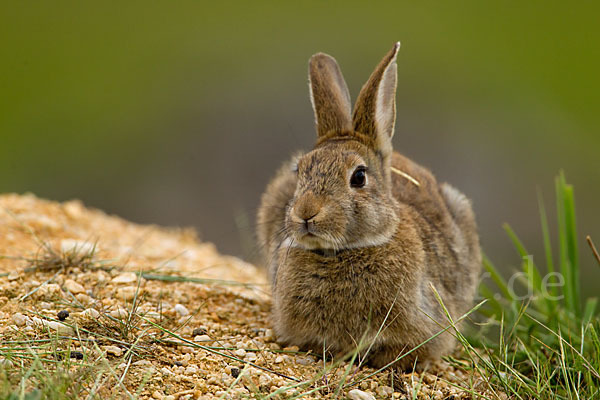 Wildkaninchen (Oryctolagus cuniculus)