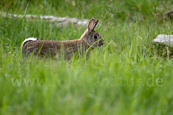 Wildkaninchen (Oryctolagus cuniculus)