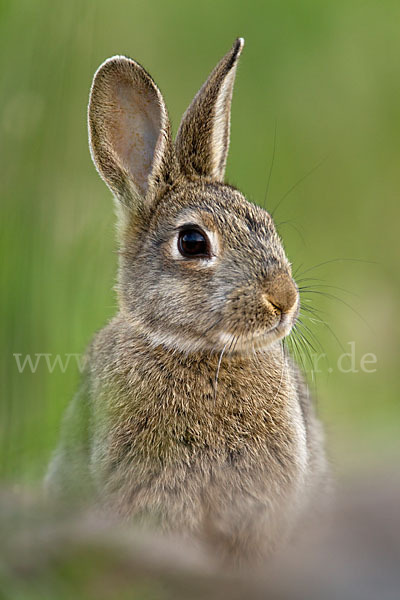 Wildkaninchen (Oryctolagus cuniculus)