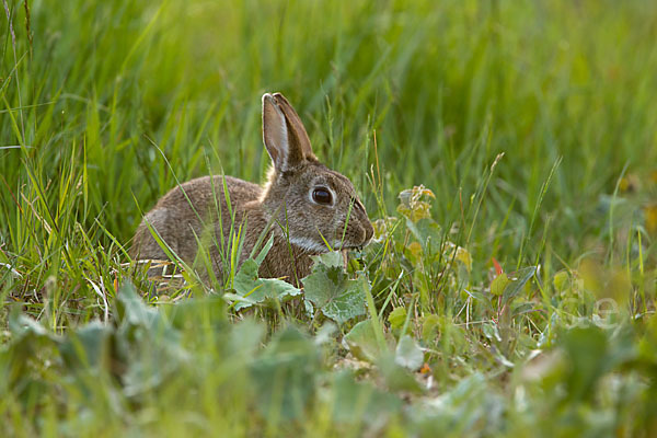 Wildkaninchen (Oryctolagus cuniculus)