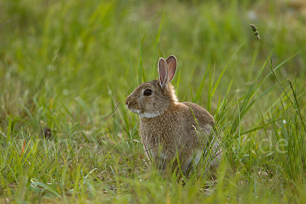 Wildkaninchen (Oryctolagus cuniculus)