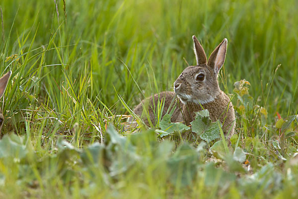 Wildkaninchen (Oryctolagus cuniculus)