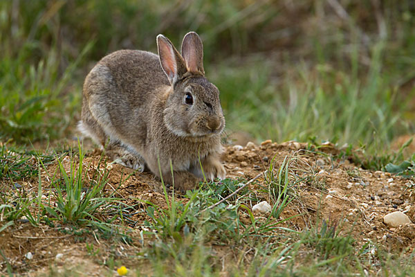 Wildkaninchen (Oryctolagus cuniculus)