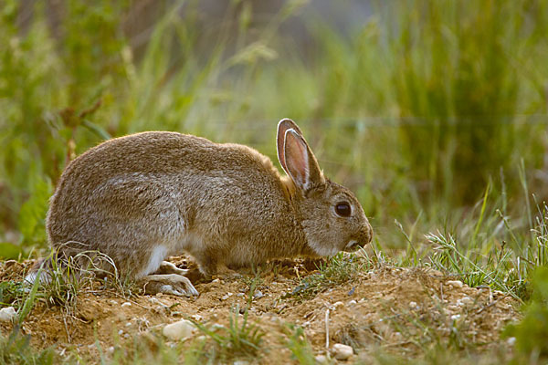 Wildkaninchen (Oryctolagus cuniculus)