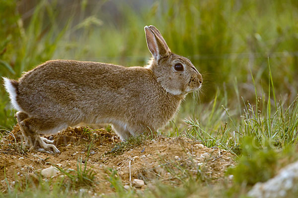 Wildkaninchen (Oryctolagus cuniculus)