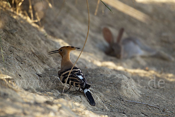 Wildkaninchen (Oryctolagus cuniculus)