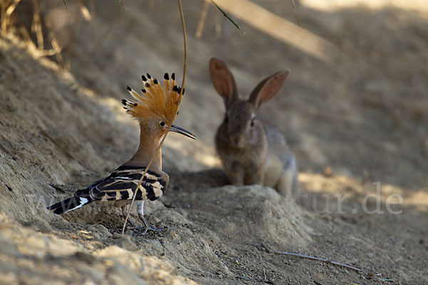 Wildkaninchen (Oryctolagus cuniculus)