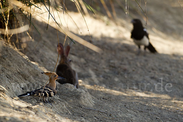 Wildkaninchen (Oryctolagus cuniculus)