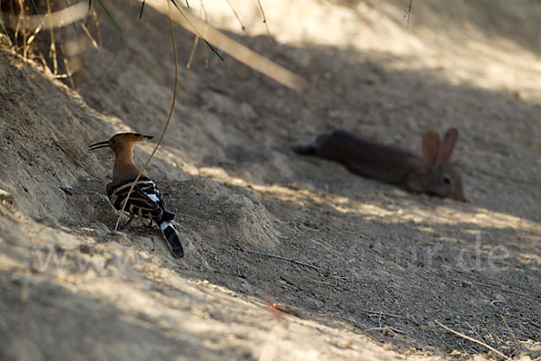 Wildkaninchen (Oryctolagus cuniculus)