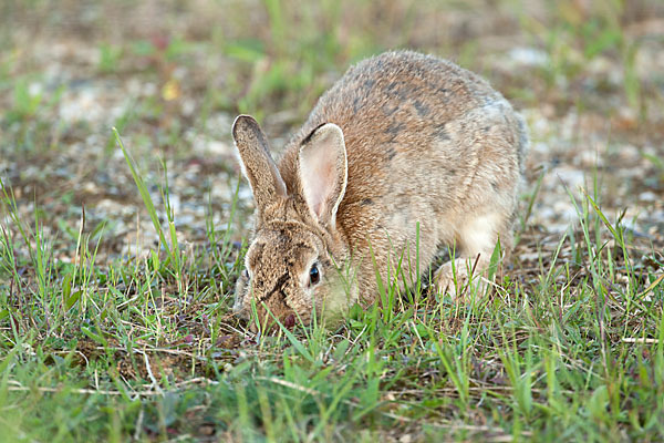 Wildkaninchen (Oryctolagus cuniculus)