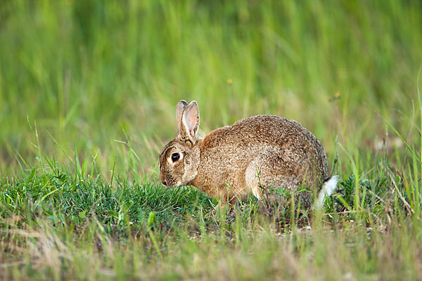 Wildkaninchen (Oryctolagus cuniculus)